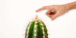 cactus.png