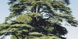 cedro