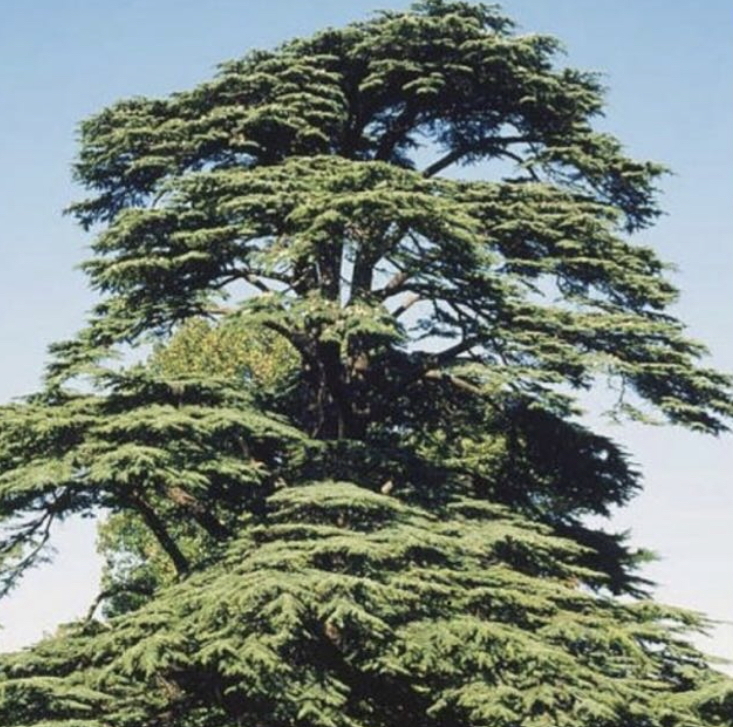 cedro